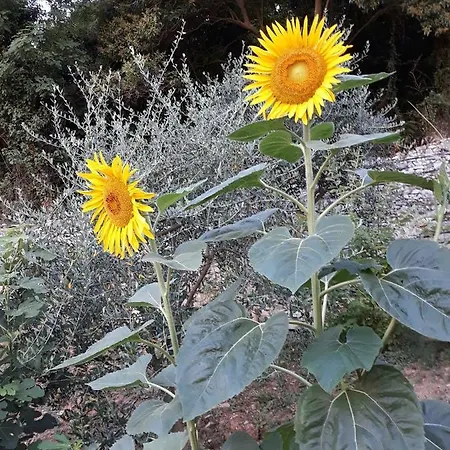 Bed & Breakfast La 3*