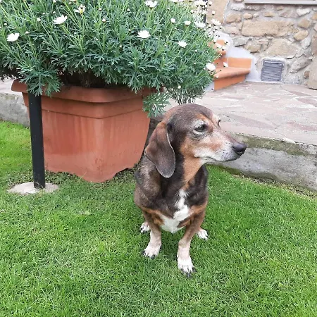 Готель типу 